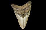 Fossil Megalodon Tooth - North Carolina #109547-1